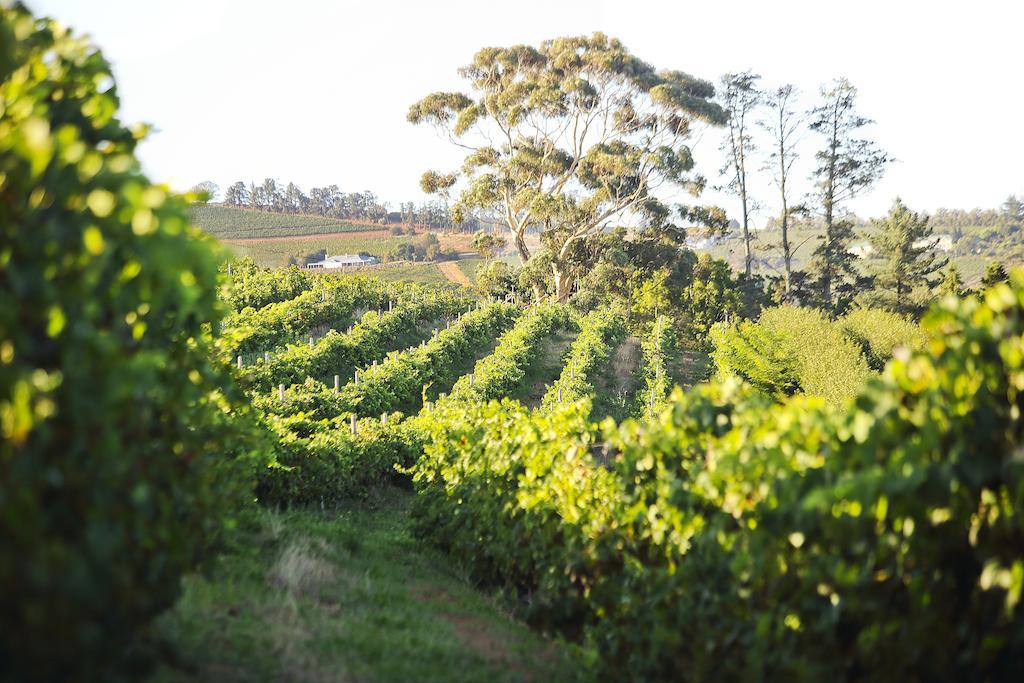 فندق Brenaissance Wine & Stud Estate ستيلينبوش المظهر الخارجي الصورة